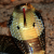 Serpents Lair / ALL Venomous Reptiles