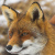 Vulpes vulpes / Fox / Fuchs / Renard / Vos