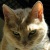 Foxicat