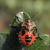 Shieldbugs / Punaises (Terrestrial Heteroptera)