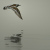 Limicoles _Shorebirds_Wadvogels
