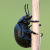 British Beetles (Coleoptera).