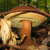 Pilze Mushrooms Champignons