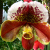 Orchids - your popular flowers