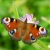 Butterflies - Schmetterlinge - Papillon