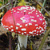 champignons (mushrooms)