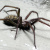 Spider - Araignée - Spinne - 蜘蛛 - la Araña - Ragno