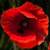 Red Flowers-Κόκκινα Άνθη-Rote Blumen-Rugxaj Floroj
