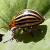 beetles, (Coleoptera) ...