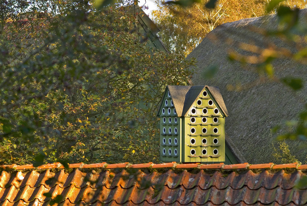 Pigeon house