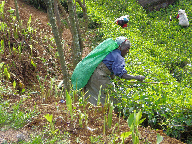 Tea Picker