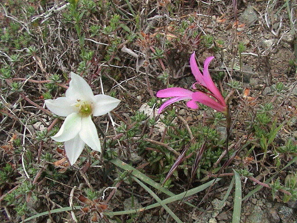 Gladiolus triphyllus