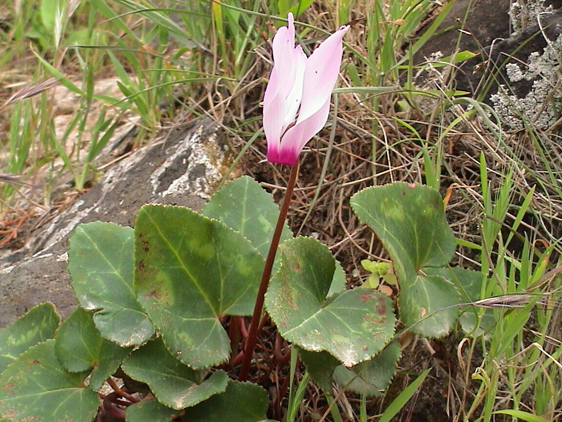 Cyclamen persicum