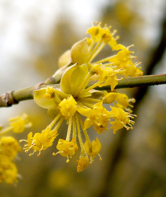 Cornus mas