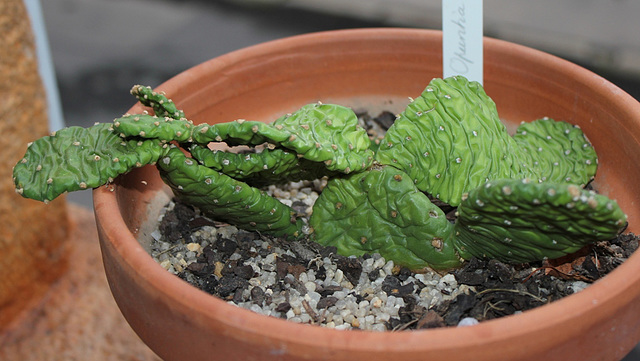 Opuntia humifusa- Fin de l'hiver