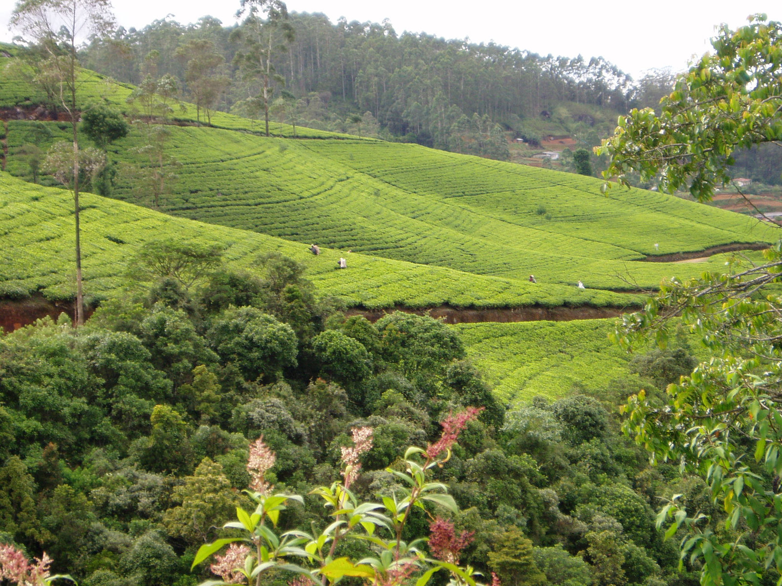 Sri Lanka