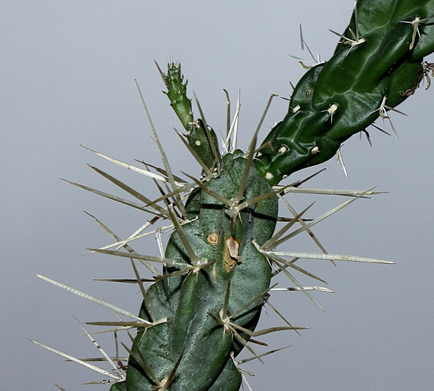 Opuntia rosea (2)