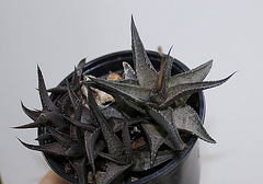 Haworthia tesselata en sortie d'hiver