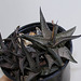 Haworthia tesselata en sortie d'hiver