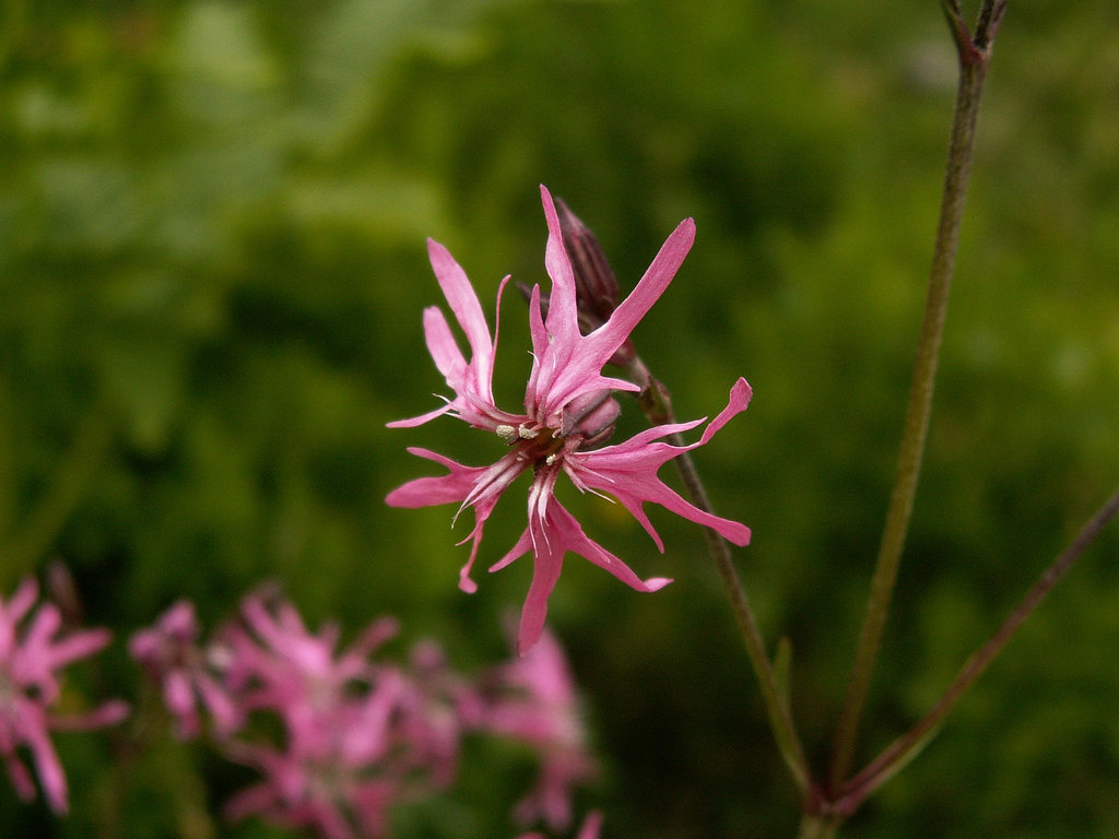 Lychnis flos-cuculi