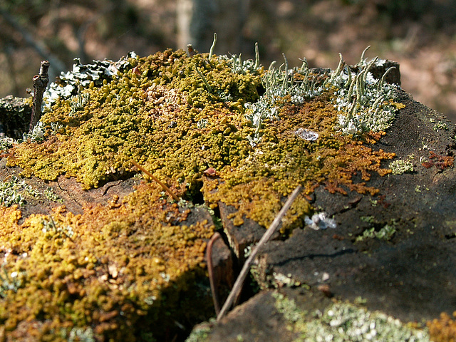 Flechte auf Holz