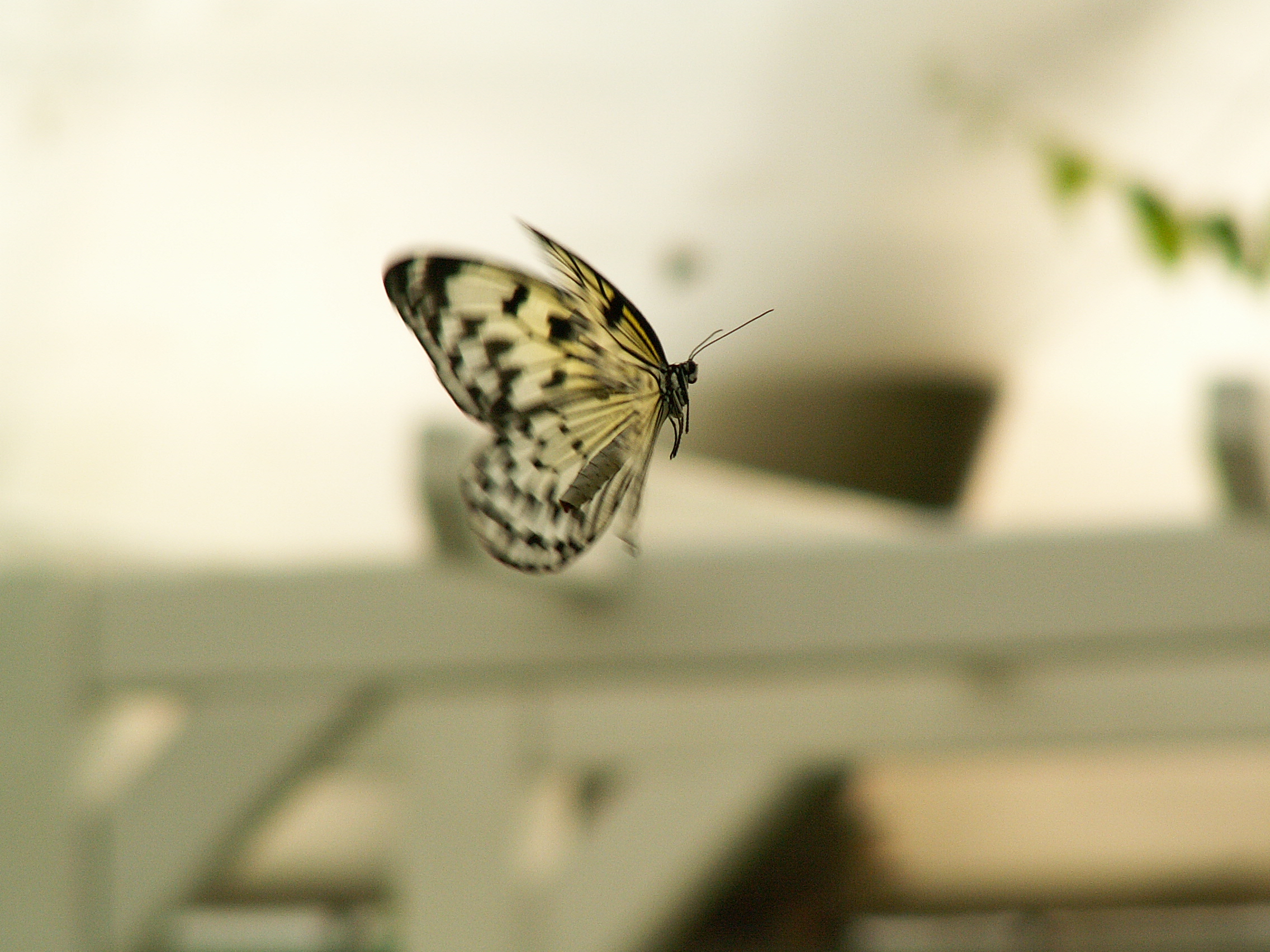 Schmetterling