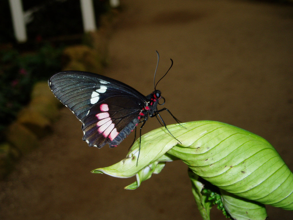 Schmetterling