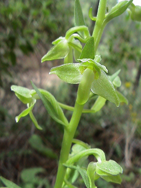 Platanthera holmboei