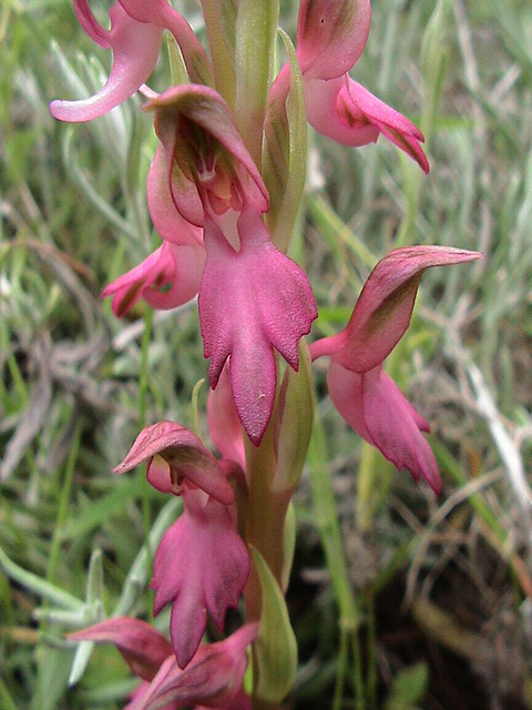 Orchis sancta