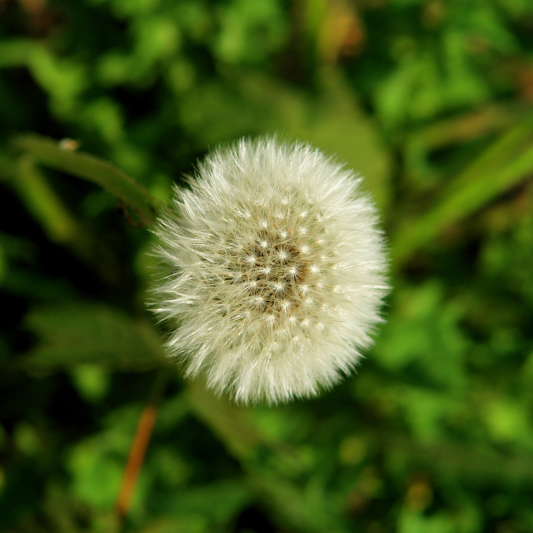 Dandelion