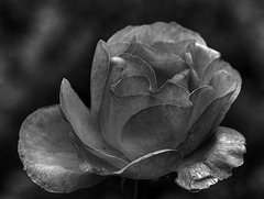 Rose 1 (B&W)