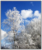 *Frost*