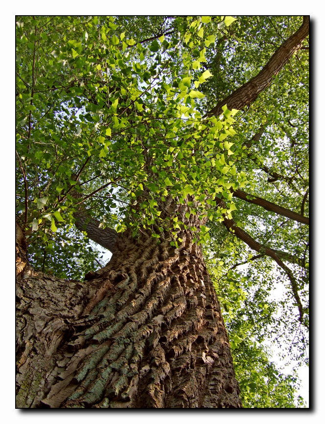 Old Tree