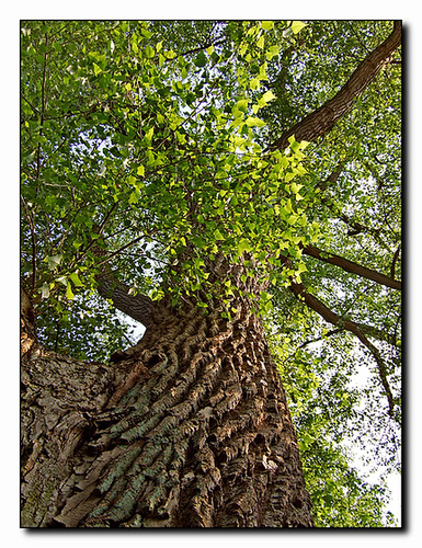 Old Tree