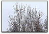 Sous la neige