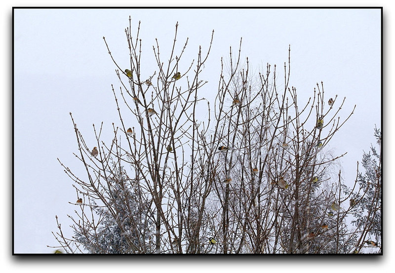 Sous la neige