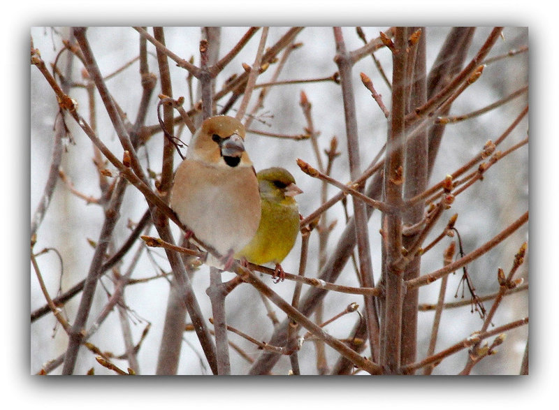 Sous la neige