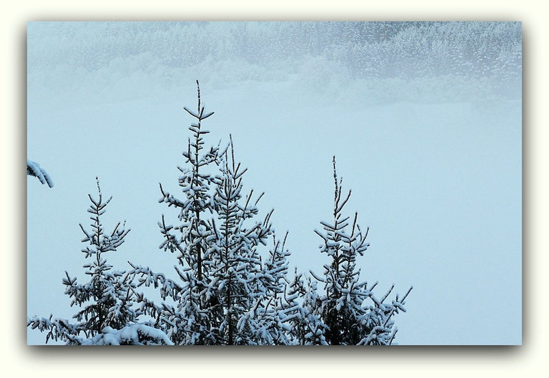 Dans le brouillard