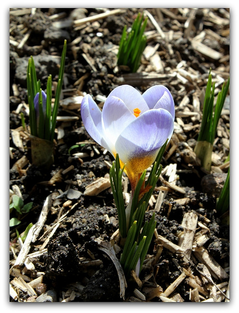 Crocus vernus ' Sky Blue '