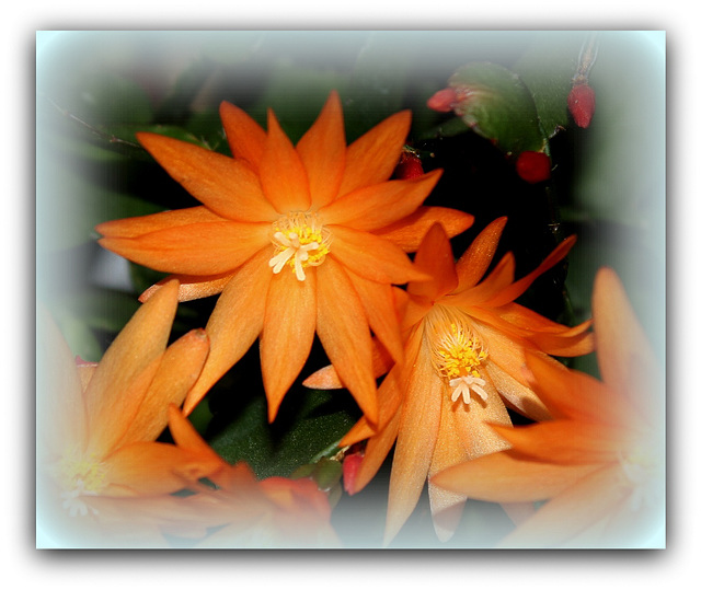 Tout feu tout flamme