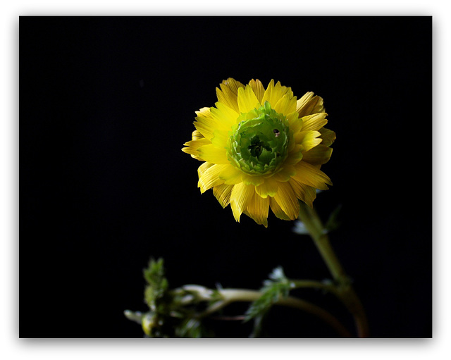 Adonis amurensis flore pleno