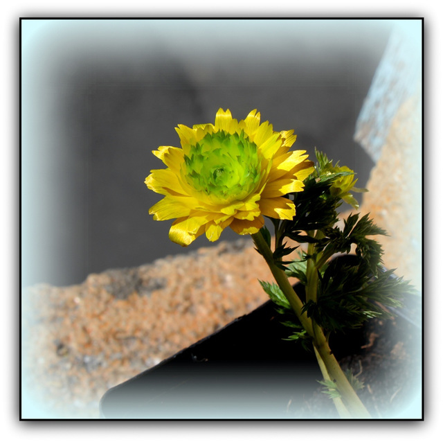 Adonis amurensis  flore pleno