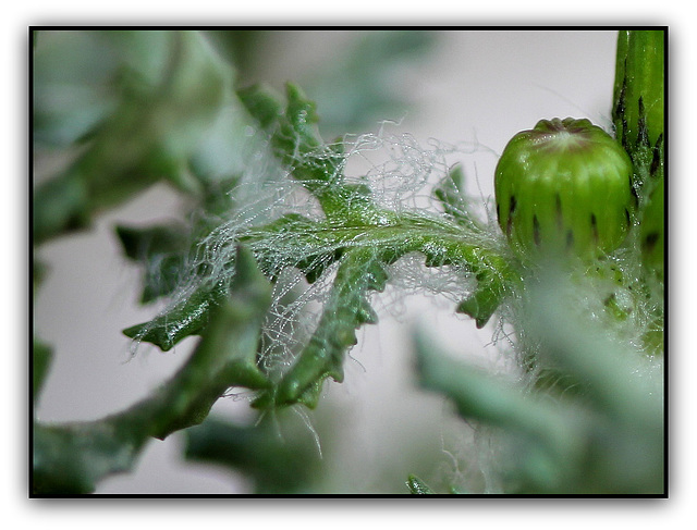 Séneçon commun - Senecio vulgaris  (3)