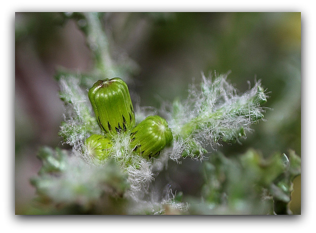 Séneçon commun - Senecio vulgaris  (5)