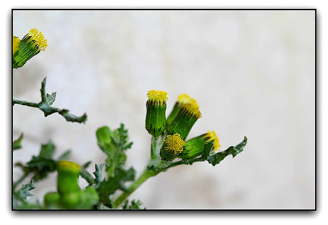 Séneçon commun - Senecio vulgaris  (6)