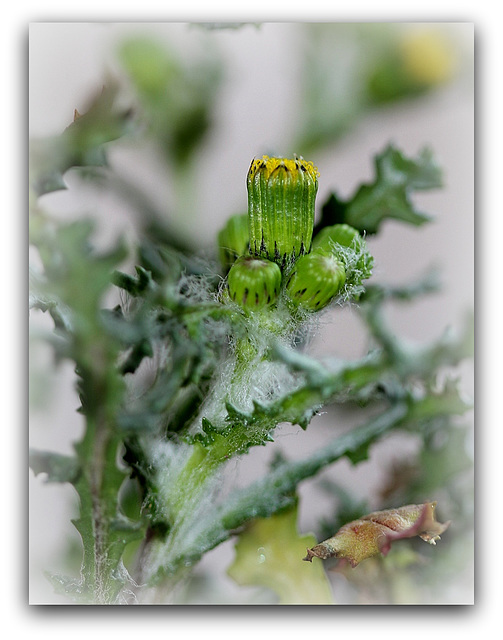 Séneçon commun - Senecio vulgaris  (8)