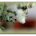 Séneçon commun - Senecio vulgaris  (9)