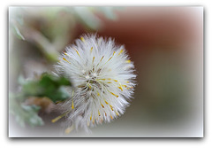 Séneçon commun - Senecio vulgaris