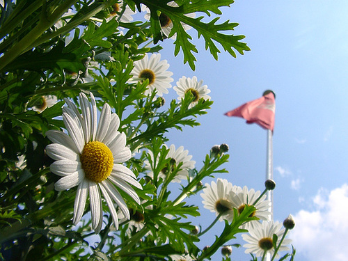 Daisy with flag of Hamburg