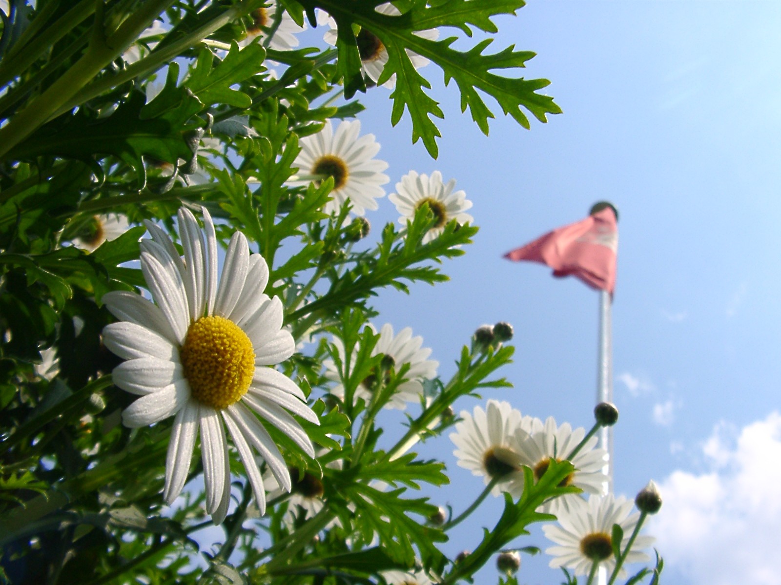 Daisy with flag of Hamburg